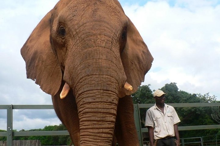 Lesedi cultural village and Elephant walk - Photo 1 of 10